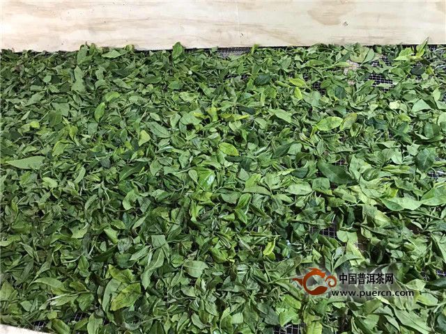 3月20日16点48分 今早采摘的鲜叶在勐库丰华茶厂初制所摊晾