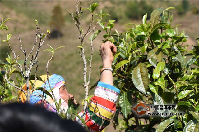 3月20日突出特点：娴熟的拉祜族采茶工人