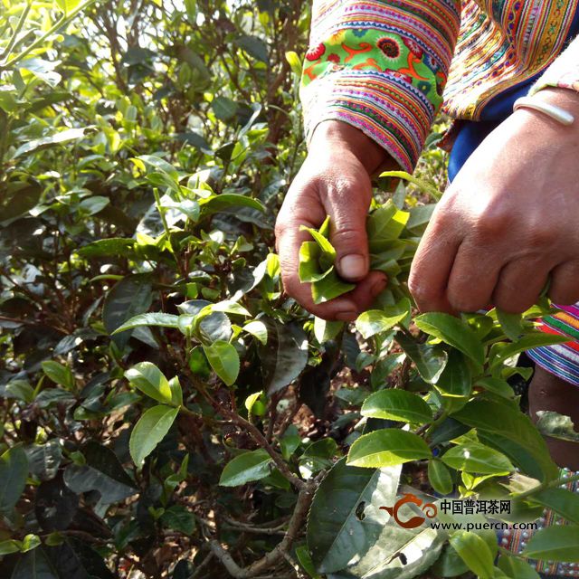 3月28日30分 采摘茶树的大叶茶芽