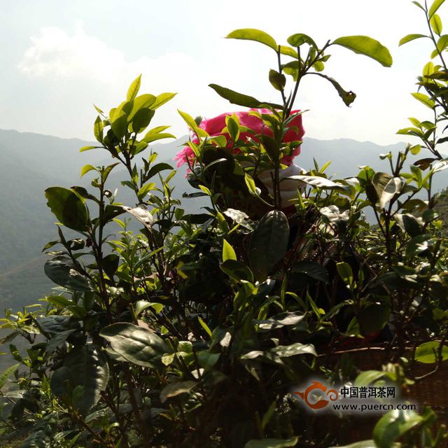 3月28日11点25分 拉祜族采茶工在树上采茶