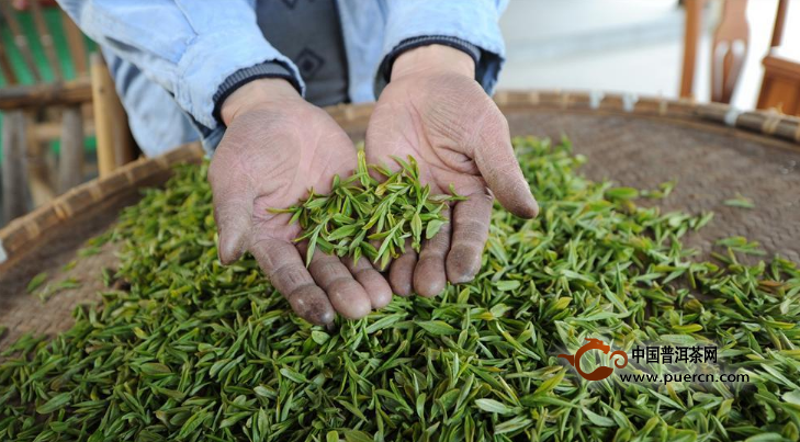 中国十大名茶之西湖龙井(绿茶)的制作工序 - 绿