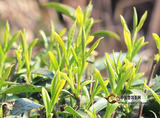 福建白茶主要茶树品种有哪些?