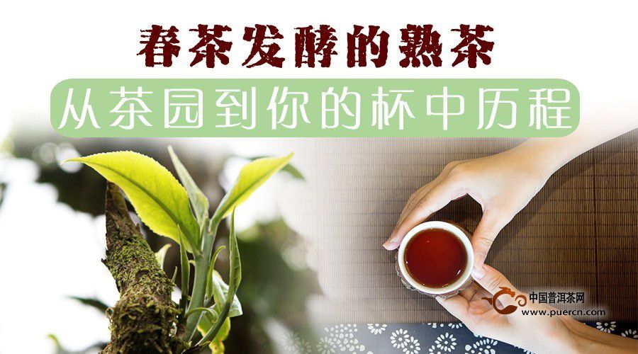 春茶发酵的熟茶，从茶园到你的杯中历程