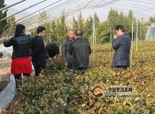 2020年 威海将茶产业作为新型支柱产业进行培