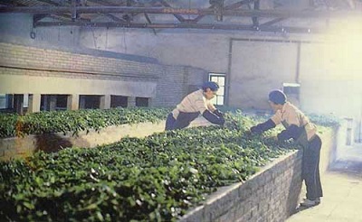 真相︱茶叶发酵过程中,到底在发什么变化?