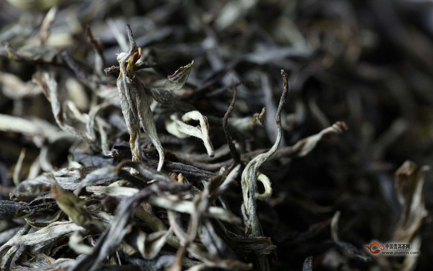 普洱春茶将至，你需要了解的普洱古树茶知识以防被坑!