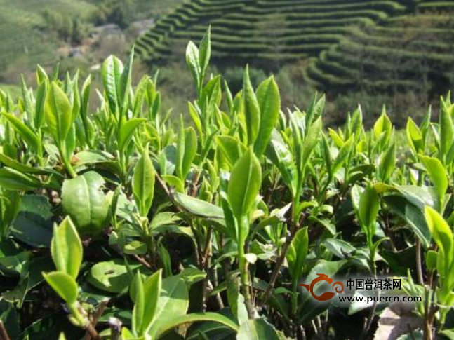 2018年春茶播报：小班章章家三队已有少量台地茶上市