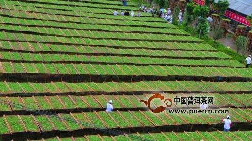福鼎白茶连续9年位列中国茶叶区域公用品牌价值十强