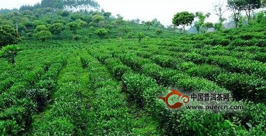 广东实施乡村振兴战略 推动茶产业发展