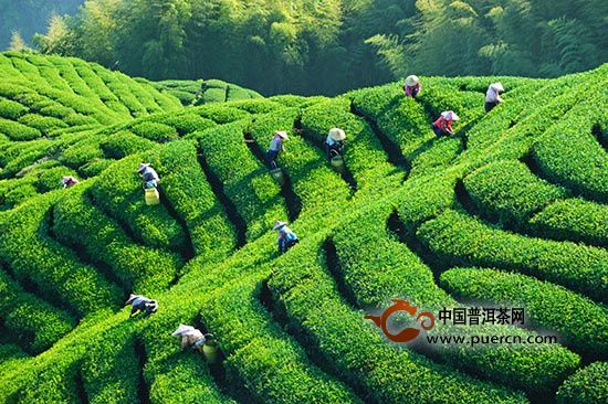 农业部：优化产业结构，提升茶产业竞争力
