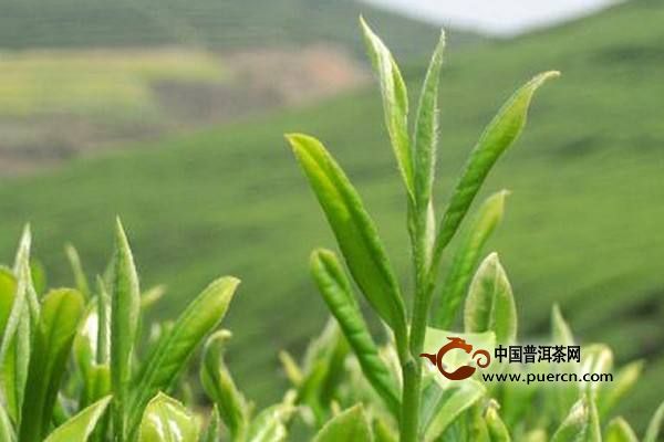 炒青绿茶的制作工艺流程