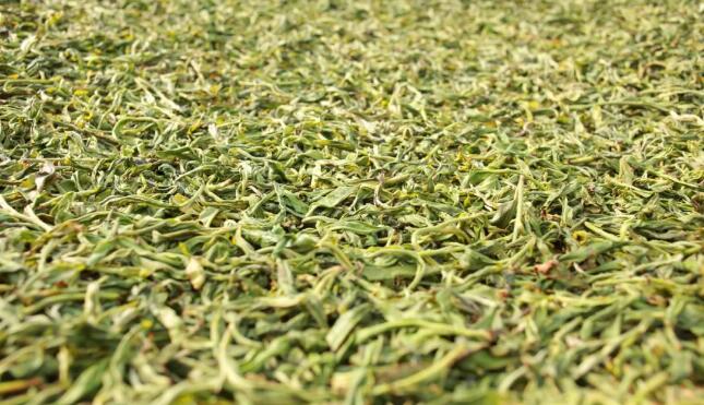 如果普洱生茶高温杀青才是正确工艺，为什么其它绿茶不能越陈越香？