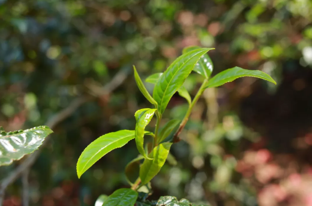 我家的茶树林子里有一棵树特别好喝，兰花香特显，这是什么原因？