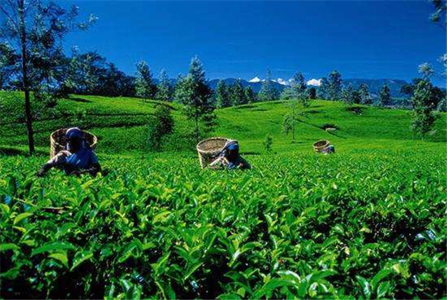 斯里兰卡：百年茶叶拍卖在疫情中 迈入电子时代