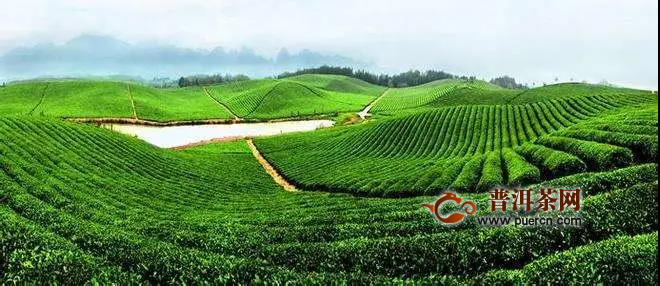 “拉网式”对准外贸大市场！厚土茶业茶叶出口逆势增长
