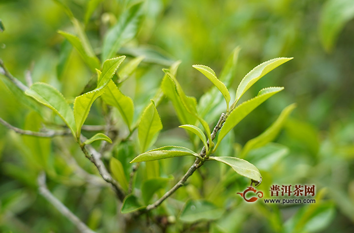 云南滇红茶哪里种植的好	