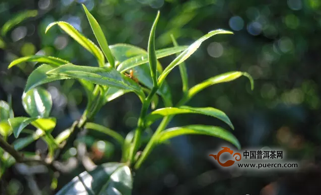 茶树品种和茶树栽培条件对茶叶品质的影响