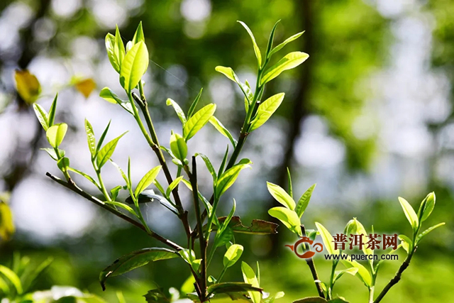 彩农茶详解鲜叶质量