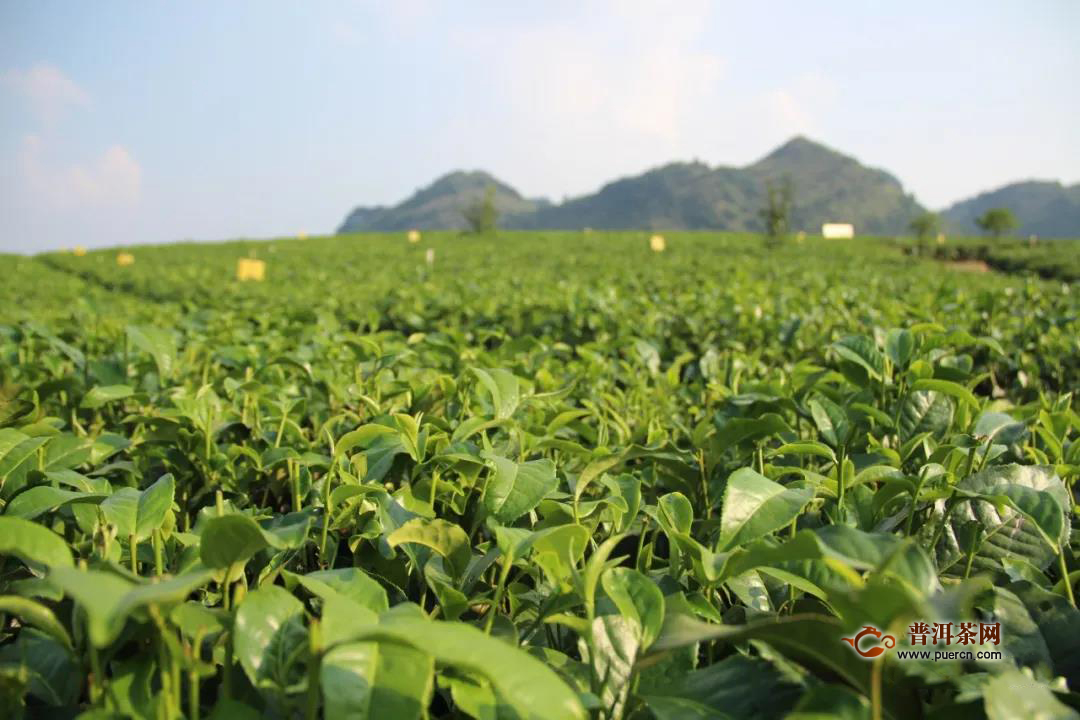怎样种植无公害茶叶？五大要点要掌握！