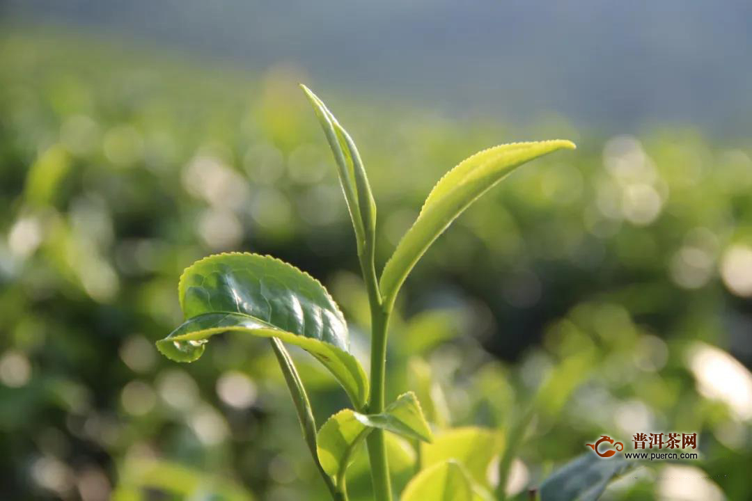 怎样种植无公害茶叶？五大要点要掌握！