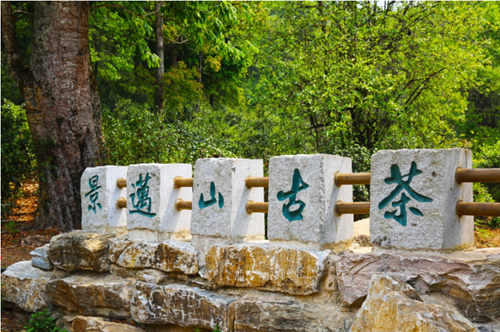 千龙老茶—纯正的普洱茶品牌，来自普洱茶之乡景迈山