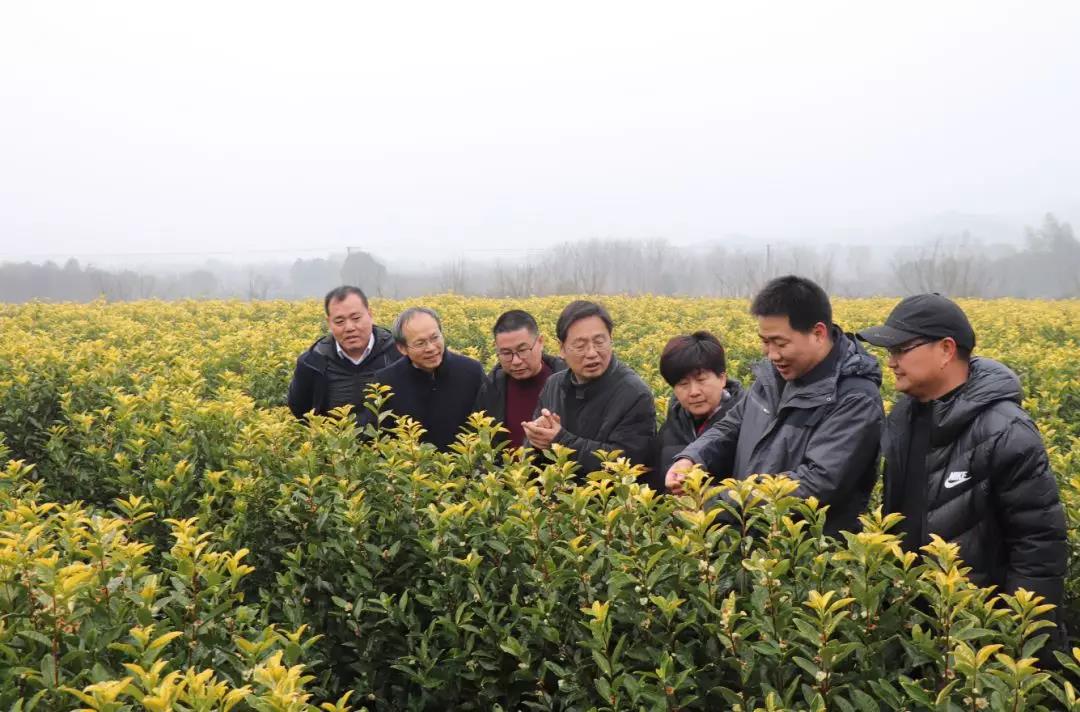 国家茶产业技术体系首席专家杨亚军调研嵊州茶树种质资源