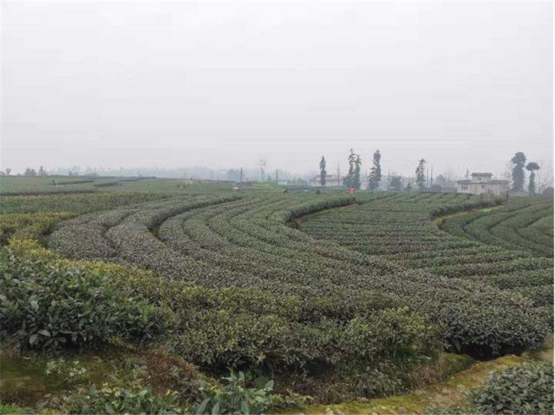 2020年雅安雨城区春茶已开采！
