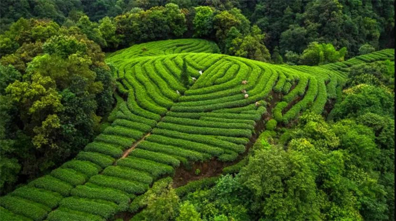 【重磅】名山区荣登川茶产业竞争力排行榜榜首，成为“全料茶王”！