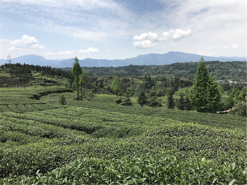 雨城区独一无二的藏茶产业现代农业园区