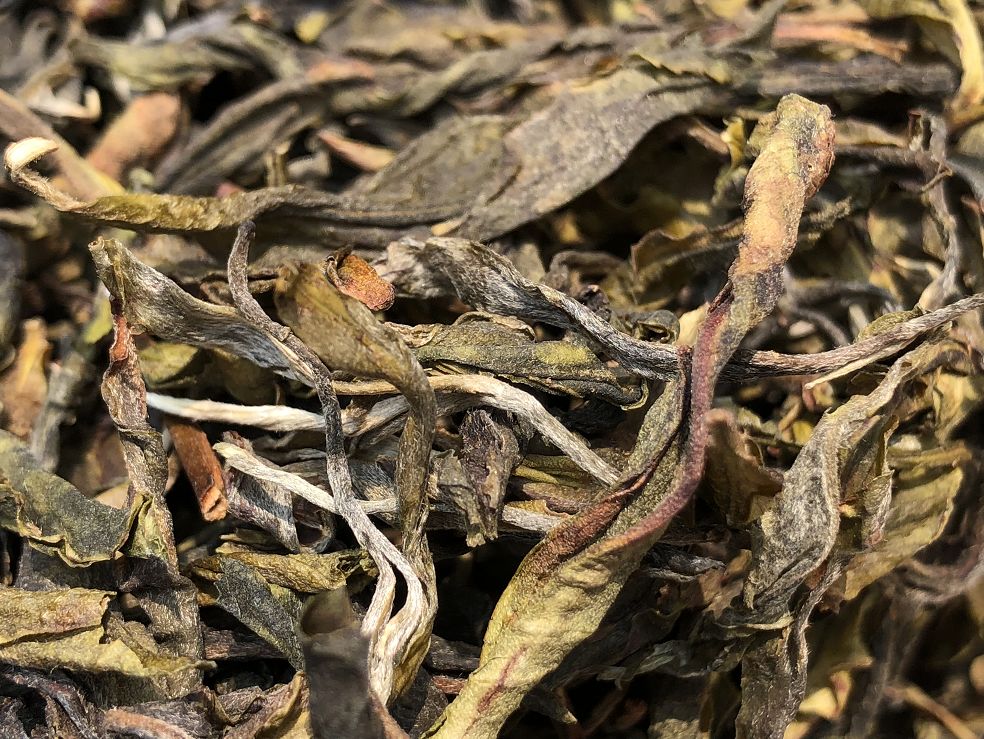 专家带您全面解读普洱茶“黄金叶”的奥秘！