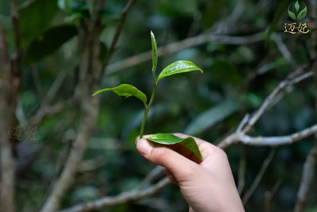 森林的馈赠茶亿家古树野茶