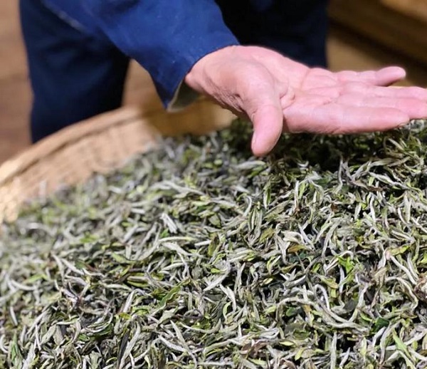 信阳白茶的传统制作技艺精髓在哪里？