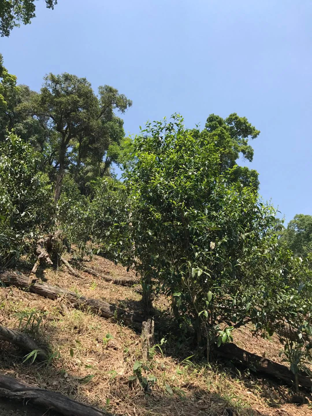 易武国有林、保护区中茶树的三种状态
