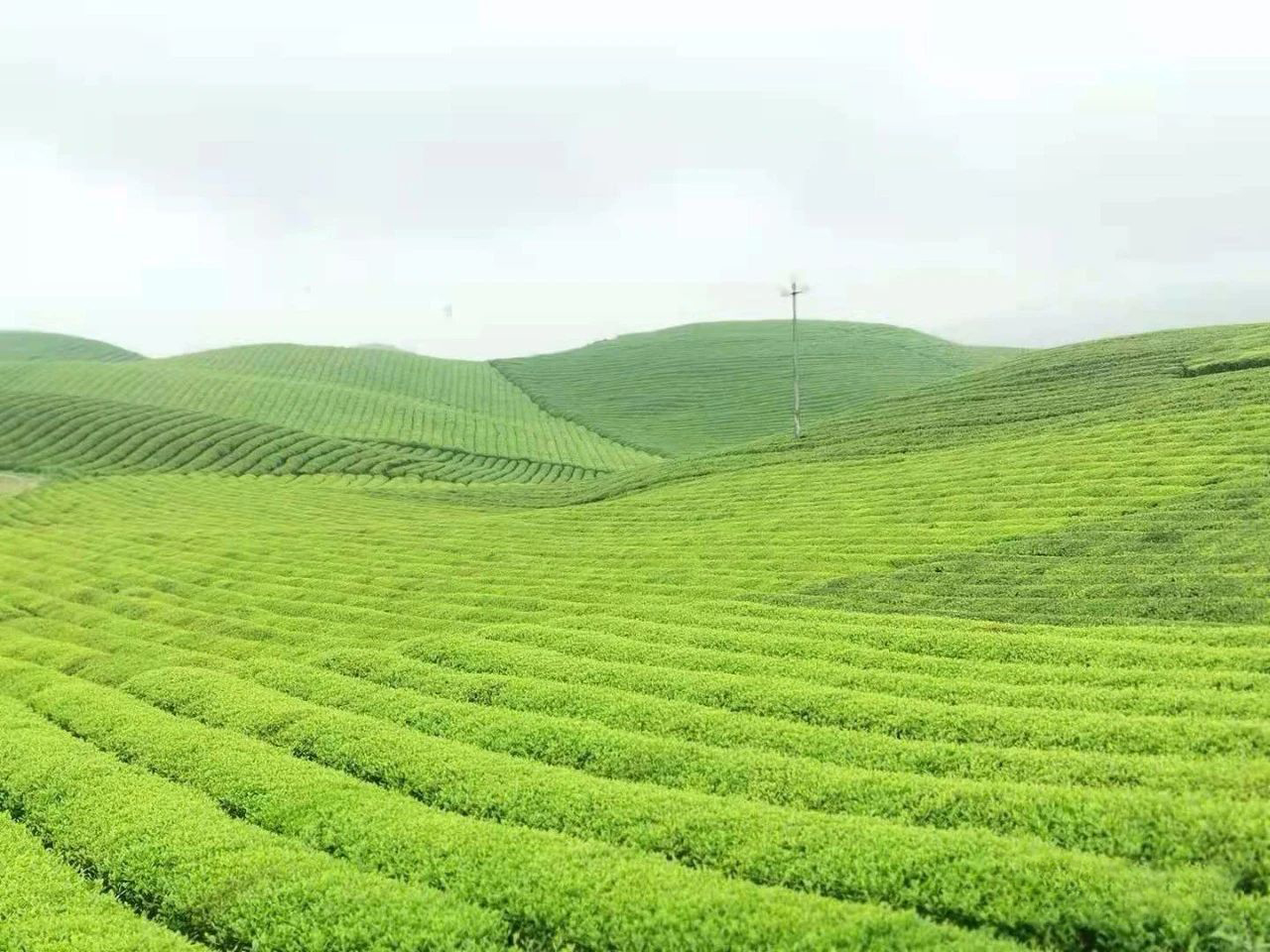 锐评：一年一度的“假大空”盛会到底能为中国茶产业带来什么？