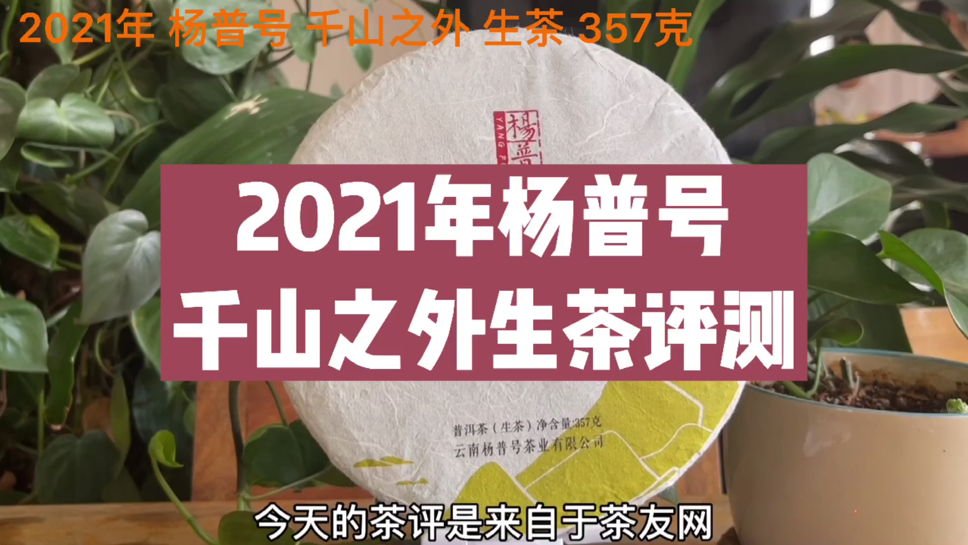 2021年杨普号千山之外生茶评测报告：千山茶尤敬，一杯汤入魂