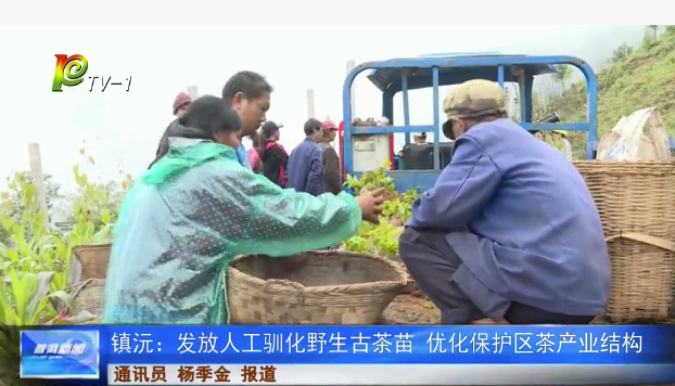 镇沅：发放人工驯化野生古茶苗 优化保护区茶产业结构