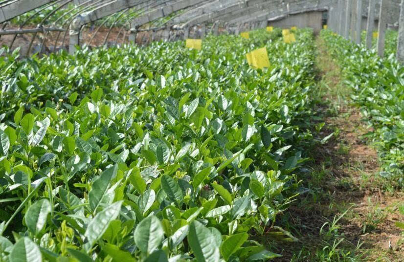 山东茶界“烟台茶”获国家农产品地理标志登记保护
