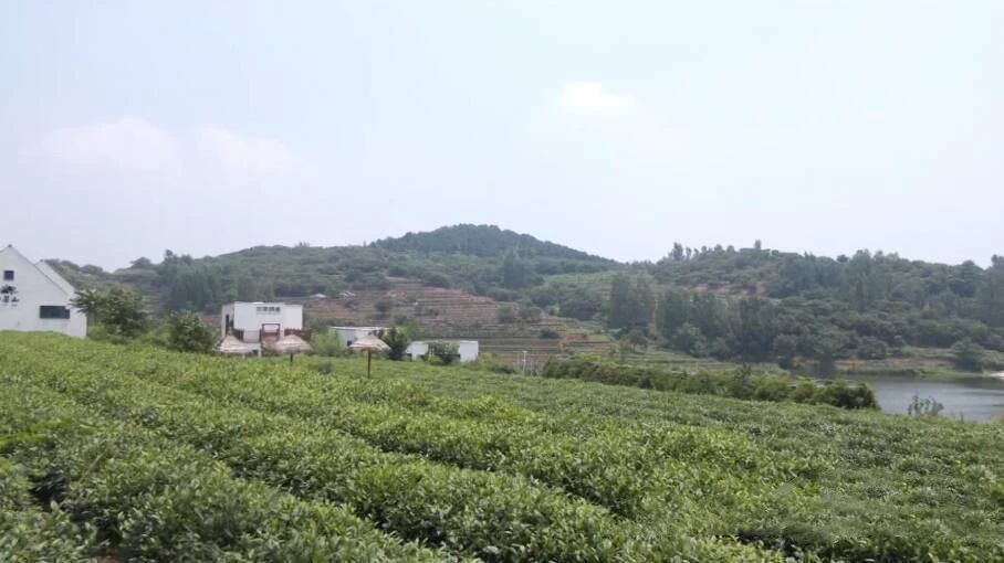 日照巨峰镇将“茶”作为发展核心“三产联动”振兴乡村经济