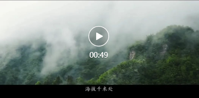 “三湘四水·五彩茶香”短视频征集大赛二等奖《太青茶香》