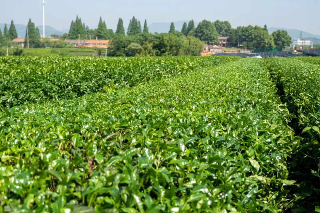 科技强农赋能农业产业化，余杭首台乘用型采茶机投入使用