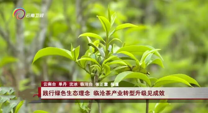 聚焦临沧茶产业转型升级成效