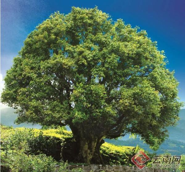 小湾镇锦秀村香竹箐的古茶树