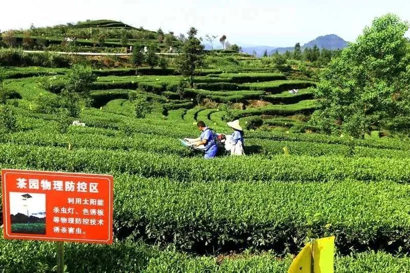 一周资讯：2022年全国边销茶专委会工作会议在银川召开；首届中国白茶发源地茶商大会开幕