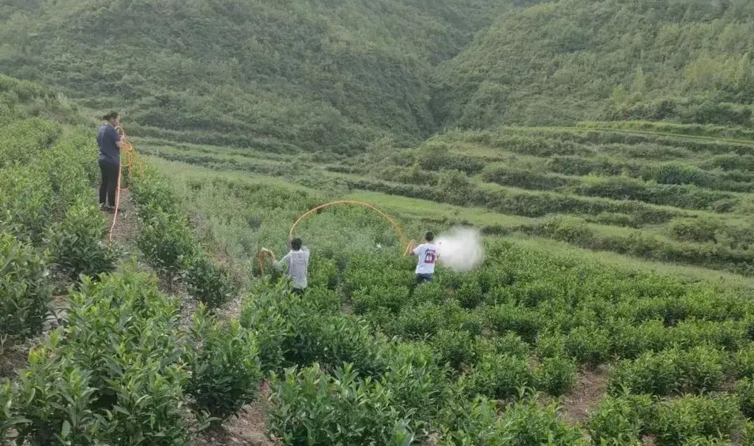 高温干旱天气持续 贵州报道茶人抗旱工作