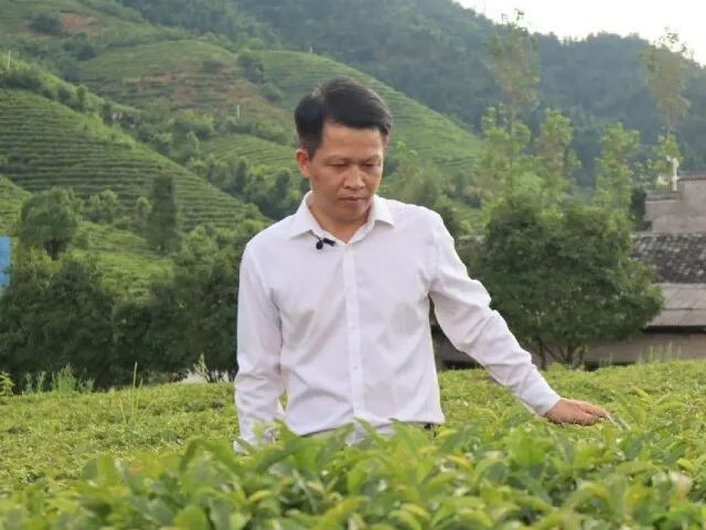 2022湖南茶叶乡村振兴“十大茶旅融合示范县” 蓝山县：湘江源头茶正浓