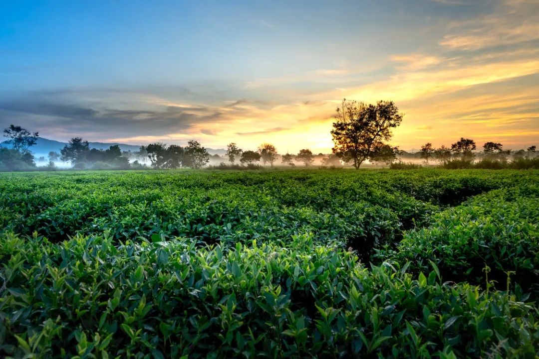 国饮绿茶 • 世界共享：第二届世界绿茶大会将掀起智慧风暴！
