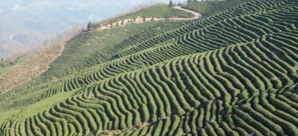 高山茶园生态美，产业兴旺富茶农