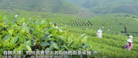 春茶开采半月，雅安名山蒙顶山茶鲜叶产值已破亿元，中国好茶 川香天下
