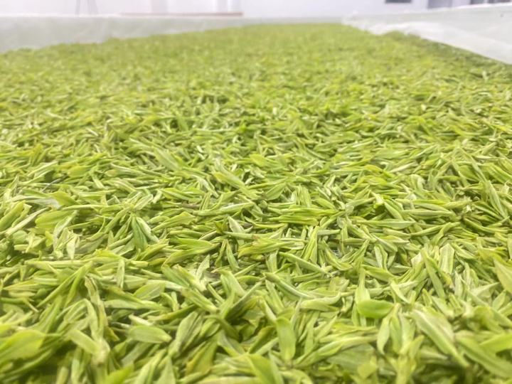 安吉白茶官宣今日开采，首批价格每斤3000-8000元
