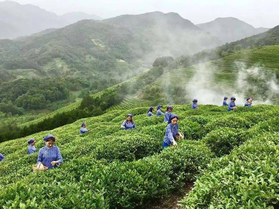 2023年陕西春茶迎来销售高峰 消费市场回暖